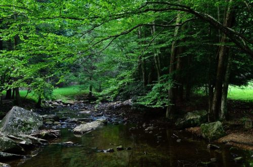 A serene forest scene featuring a calm stream surrounded by lush green trees and scattered rocks.