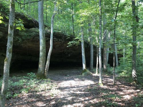 A serene forest scene with tall trees and a rocky overhang, dappled sunlight filtering through the leaves.