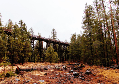 A wooden trestle bridge stands among tall pine trees in a forested area, with rocky ground and a cloudy sky.