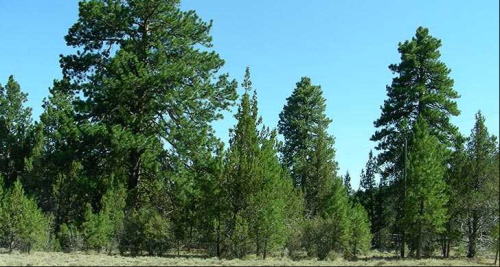 A dense forest of tall pine trees under a clear blue sky.