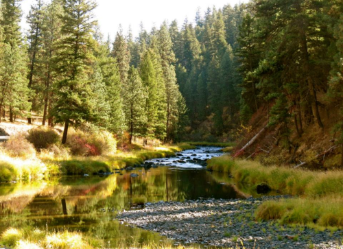 A serene river flows through a forested landscape, reflecting trees and rocks under bright sunlight.
