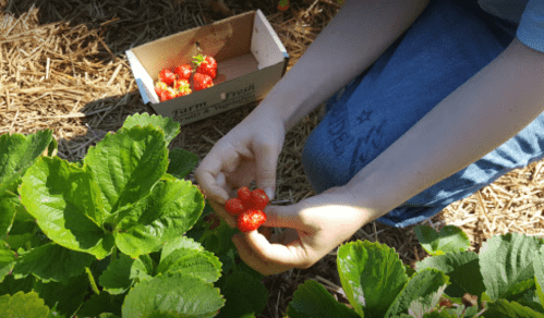 A person picking ripe strawberries from a plant, with a box of strawberries nearby.