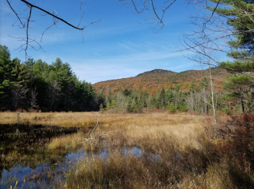 A serene landscape featuring a grassy wetland surrounded by trees and a distant mountain under a clear blue sky.