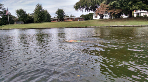 A swimmer glides through a calm lake, with houses and trees visible along the shore in the background.