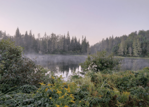 A serene lake surrounded by misty trees and lush greenery at dawn.