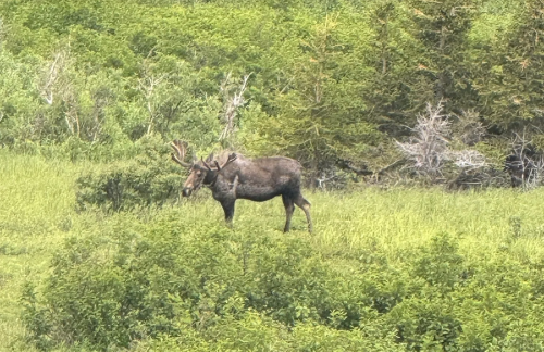 A moose stands in a lush green field surrounded by dense vegetation and trees.