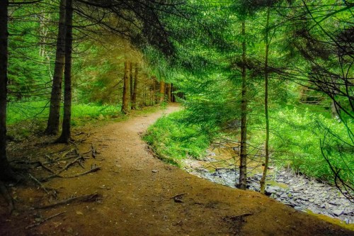 A winding dirt path through a lush green forest, surrounded by tall trees and vibrant foliage.