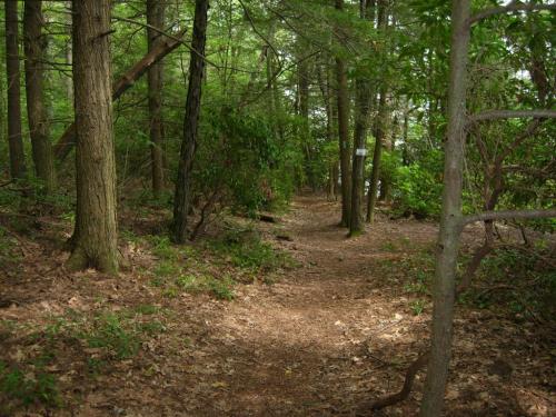 A serene forest path surrounded by tall trees and lush greenery, with a soft dirt trail leading into the woods.