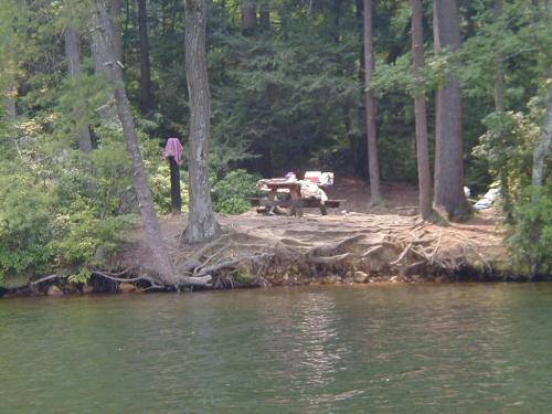 A serene lakeside scene with a picnic table surrounded by trees and roots, set in a peaceful natural environment.