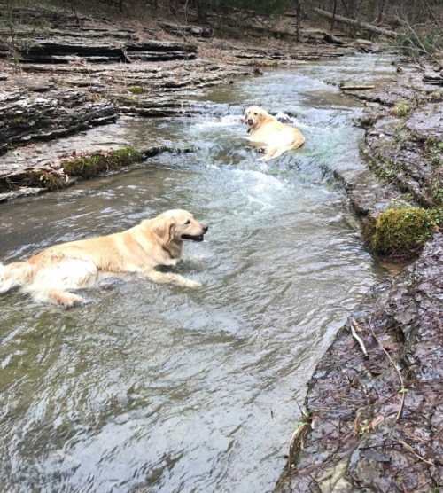 Two golden retrievers play in a shallow stream, surrounded by rocky banks and trees in a serene outdoor setting.