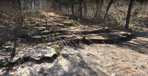 A forested area with rocky terrain, scattered leaves, and trees, showing signs of recent disturbance or erosion.