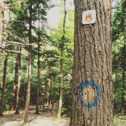 A tree in a forest with a fire symbol and a blue circle marking on its trunk, surrounded by lush greenery.