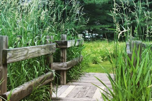 A wooden pathway surrounded by tall grass and greenery, leading into a lush natural area.