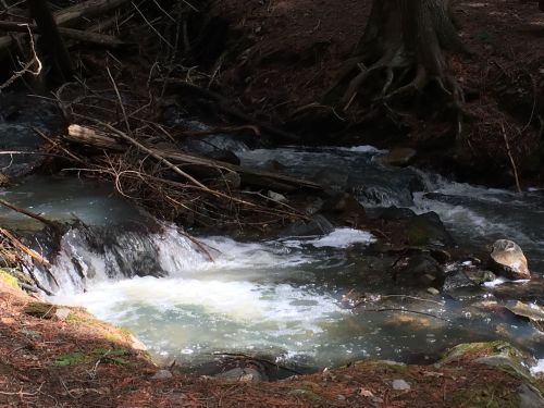 A serene stream flows over rocks, surrounded by trees and fallen branches in a peaceful forest setting.