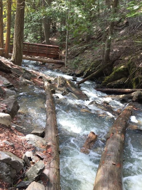 A flowing creek surrounded by trees and logs, with a wooden bridge in the background.