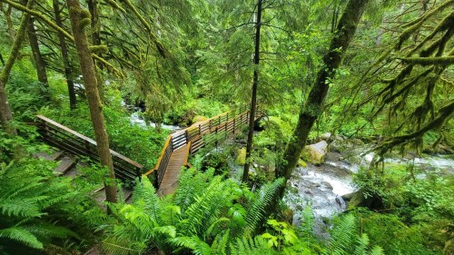 A wooden bridge crosses a stream in a lush, green forest filled with ferns and tall trees.