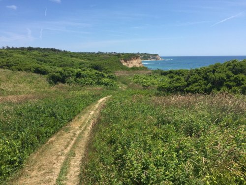 A grassy path leads through lush greenery towards a coastal cliff and ocean under a clear blue sky.