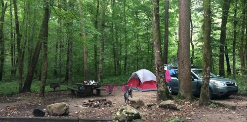 A campsite in a lush green forest with a tent, picnic table, and a parked car. A dog is near the tent.