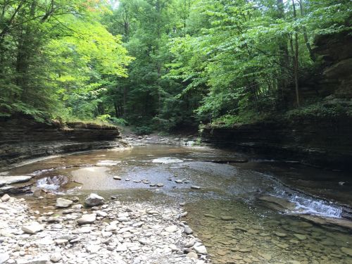 A serene forest scene with a shallow stream winding through rocky banks, surrounded by lush green trees.