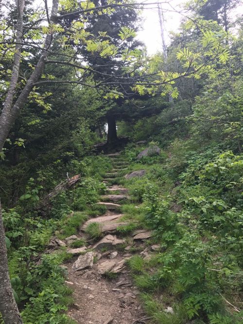 A rocky path winds through a lush green forest, surrounded by trees and dense foliage.
