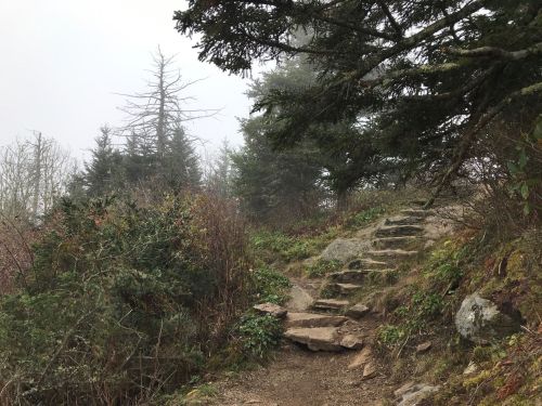 A misty forest path with stone steps surrounded by greenery and trees.