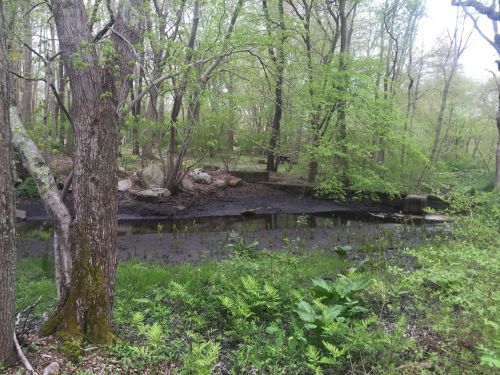A serene forest scene featuring a dark pond surrounded by lush green foliage and trees.
