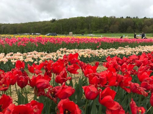 A vibrant field of red and pink tulips under a cloudy sky, with green hills in the background and visitors in the distance.