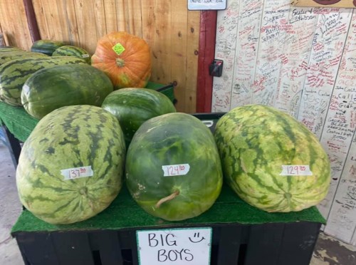A display of large watermelons labeled with prices, set against a wooden wall with handwritten notes.