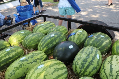 A cart filled with various watermelons, including one black watermelon, surrounded by hay and people in the background.