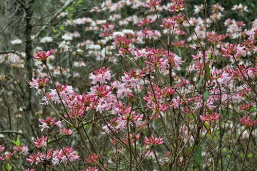 A vibrant display of pink and white flowers blooming amidst green foliage in a natural setting.