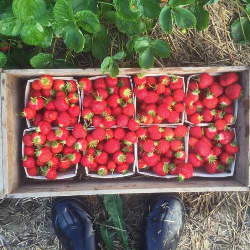 A wooden crate filled with fresh, red strawberries, surrounded by green strawberry plants.