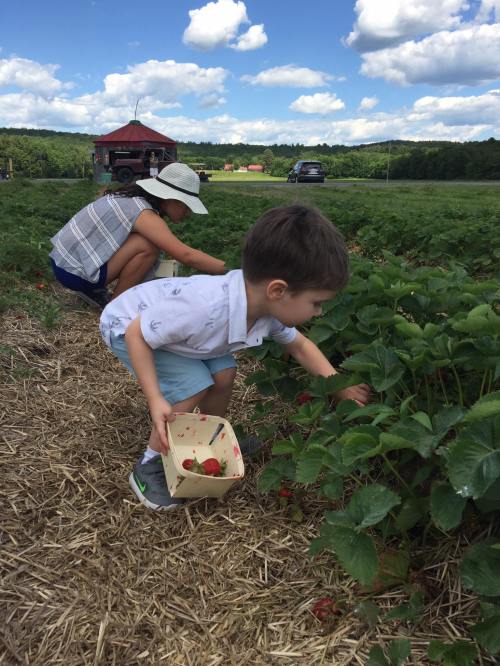 A child picks strawberries in a field while an adult gathers berries nearby under a blue sky with fluffy clouds.