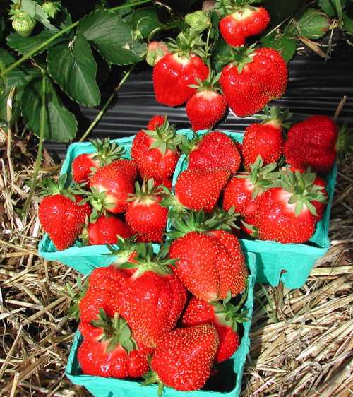 Fresh, ripe strawberries in green containers, surrounded by straw and green leaves.