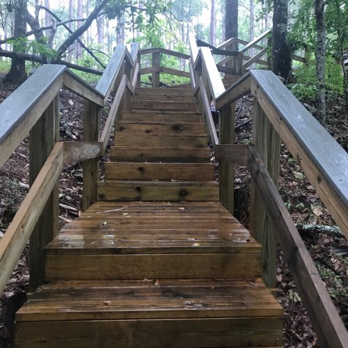 A wooden staircase leads up through a forest, surrounded by trees and damp ground after rain.