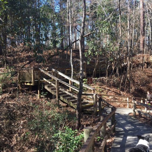 A wooden boardwalk winding through a forested area with trees and underbrush.