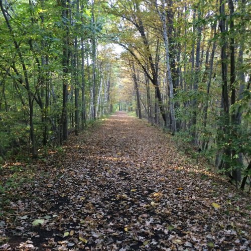 A serene forest path lined with trees, covered in fallen leaves, leading into a peaceful, green landscape.