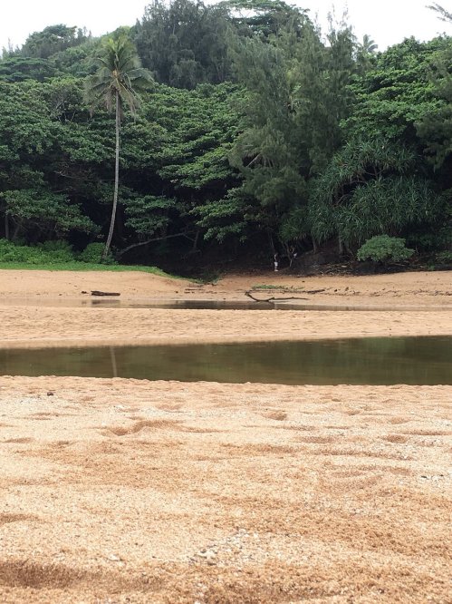 A serene beach scene with golden sand, a calm stream, and lush green trees in the background.