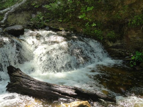 A serene stream flows over rocks, with a fallen log resting on the water's edge, surrounded by lush greenery.