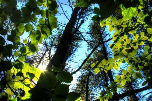 Sunlight filters through green leaves and tall trees, creating a serene forest canopy against a bright blue sky.