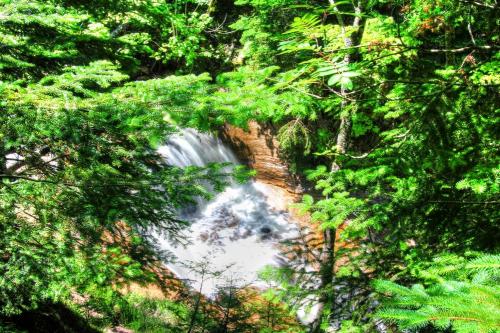 A serene waterfall cascades through lush green foliage in a vibrant forest setting.