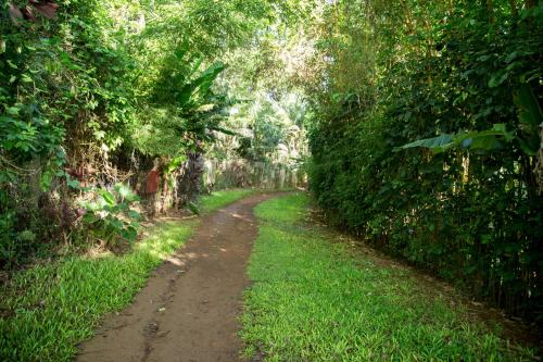 A winding dirt path surrounded by lush greenery and tropical plants, leading through a serene forested area.