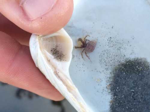 A hand holding a shell with a small crab inside, surrounded by sand and debris.