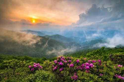 A scenic view of misty mountains at sunset, with vibrant pink flowers in the foreground.