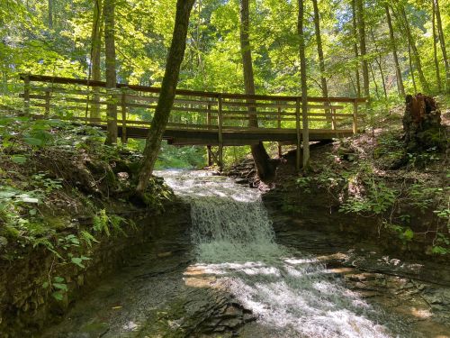 A wooden bridge spans a serene creek surrounded by lush green trees in a peaceful forest setting.