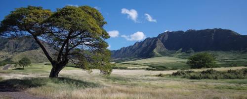 A solitary tree stands in a grassy field with mountains and a clear blue sky in the background.