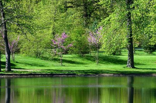 Lush green park with trees and pink blossoms reflected in a calm pond under bright sunlight.