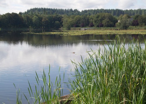 A serene lake surrounded by lush greenery and trees, reflecting the sky and distant hills.