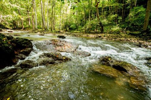 A serene stream flows over rocks, surrounded by lush green trees in a peaceful forest setting.