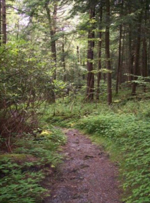 A serene forest path winding through lush greenery and tall trees, inviting exploration and tranquility.