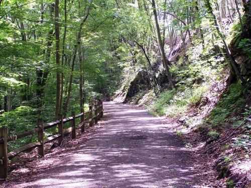 A serene forest path lined with trees and a wooden fence, dappled sunlight filtering through the leaves.